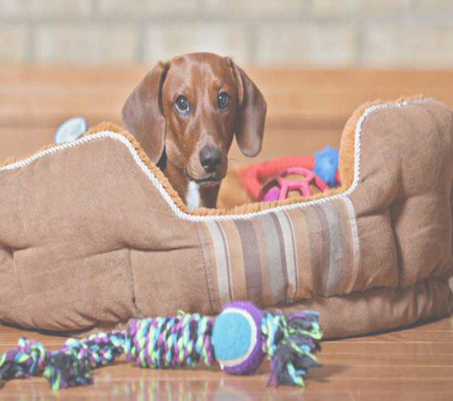 pet products manufacturers